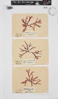Image of Delesseria bartoniae