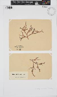 Delesseria bartoniae image