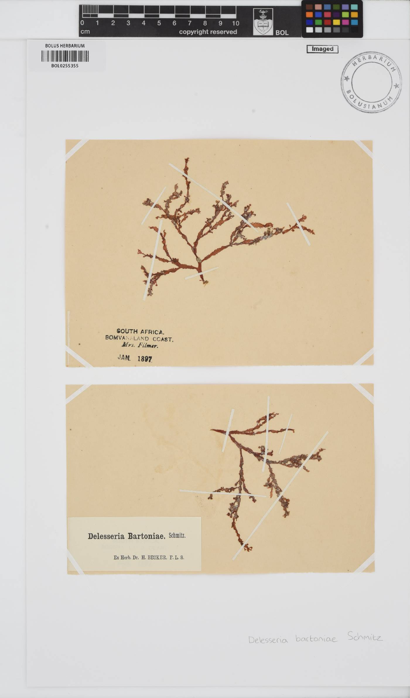 Delesseria bartoniae image