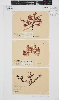 Delesseria bartoniae image