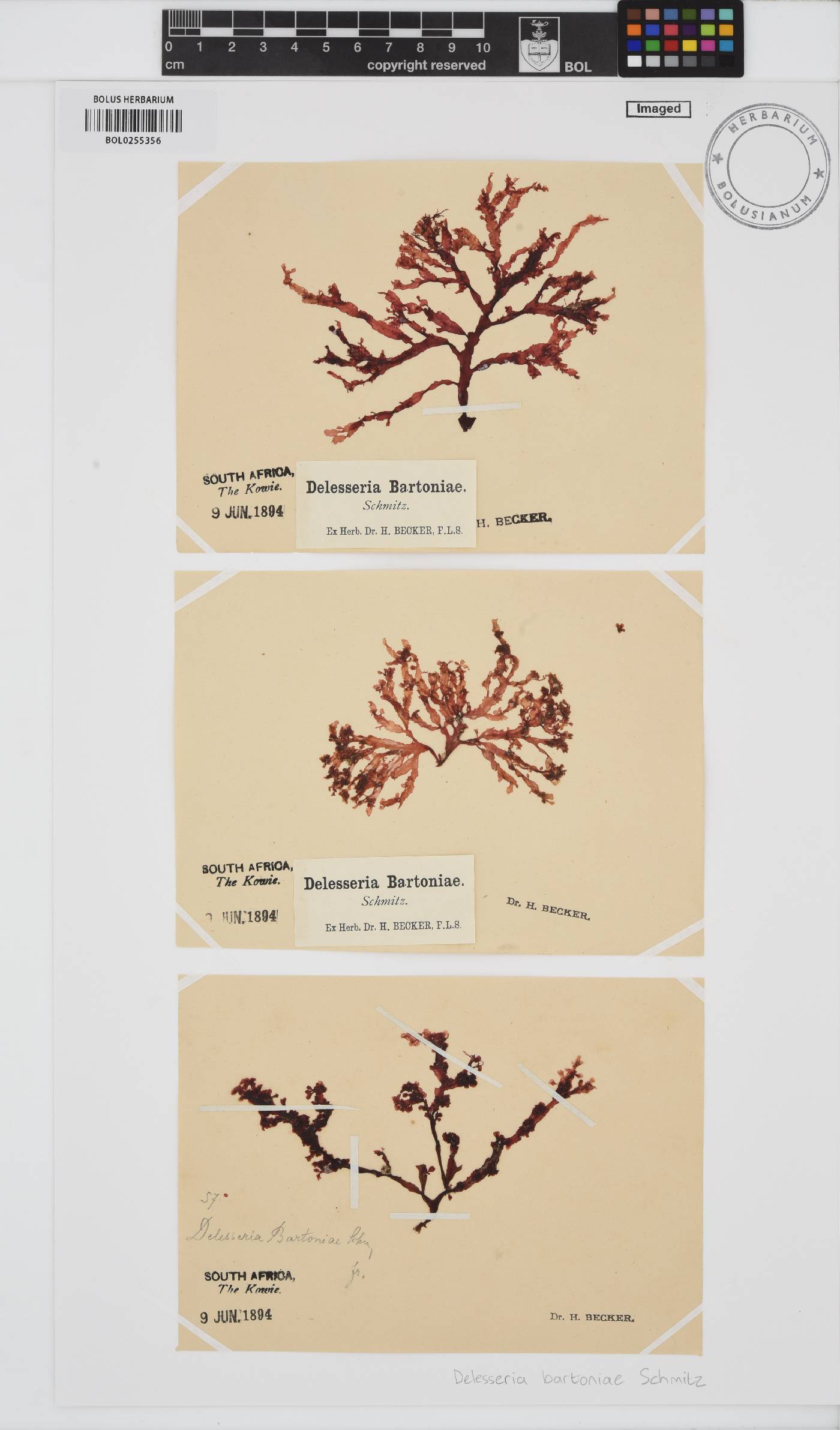 Delesseria bartoniae image