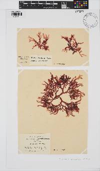 Delesseria bartoniae image