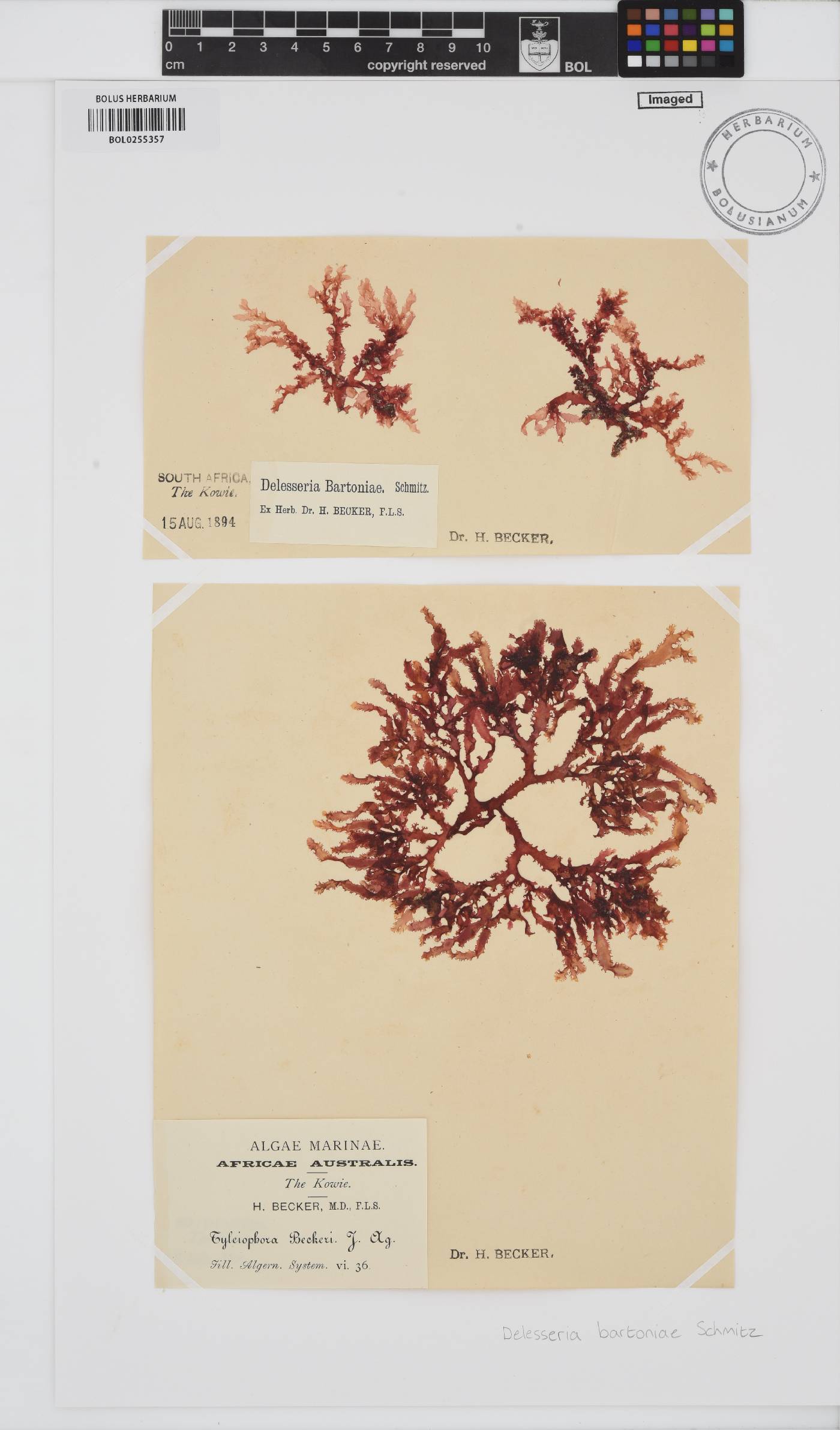 Delesseria bartoniae image