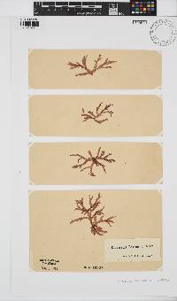 Delesseria bartoniae image