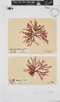 Delesseria bartoniae image