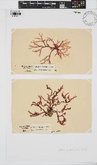 Delesseria bartoniae image