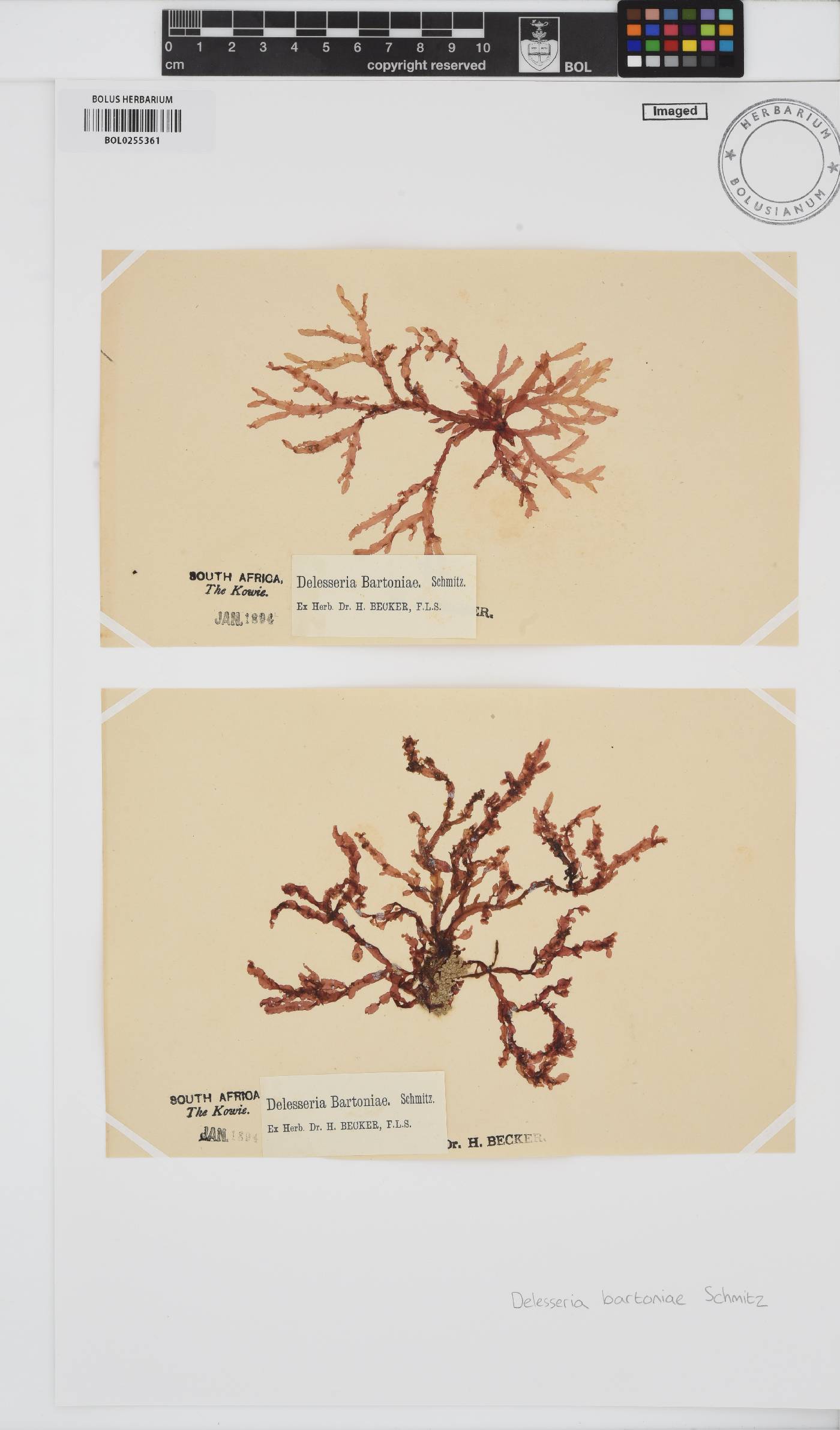 Delesseria bartoniae image