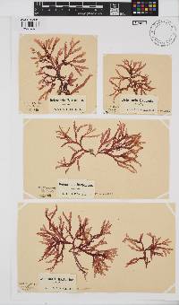 Delesseria bartoniae image
