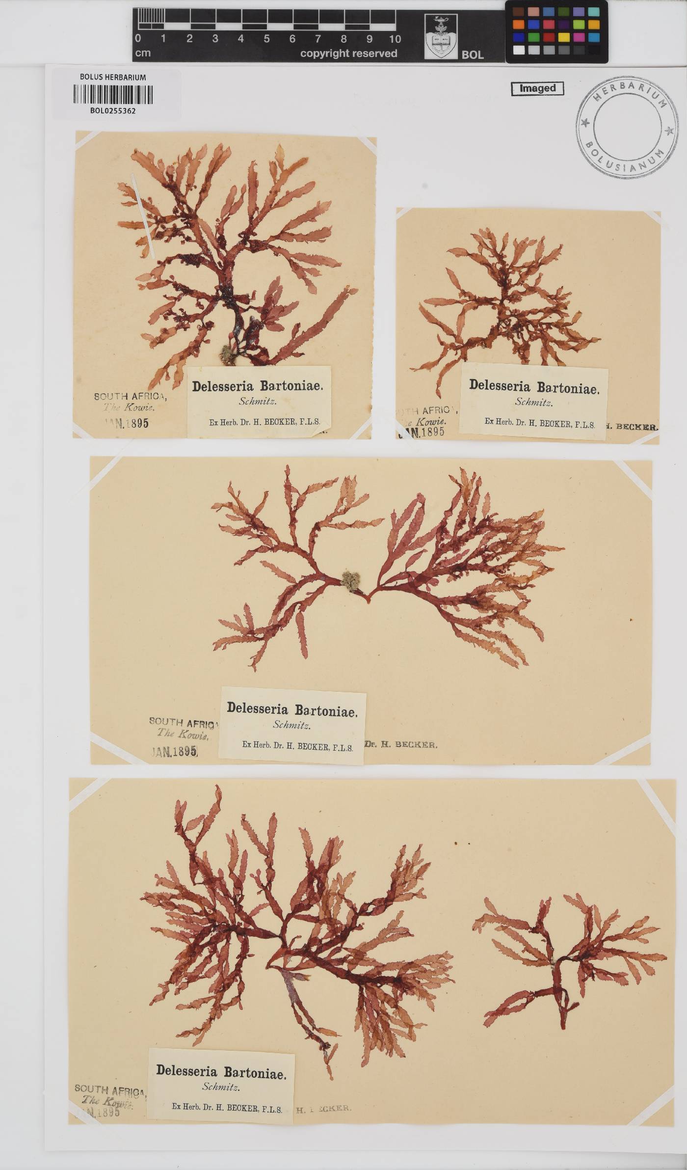 Delesseria bartoniae image