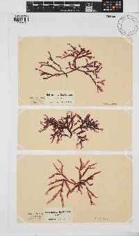 Delesseria bartoniae image