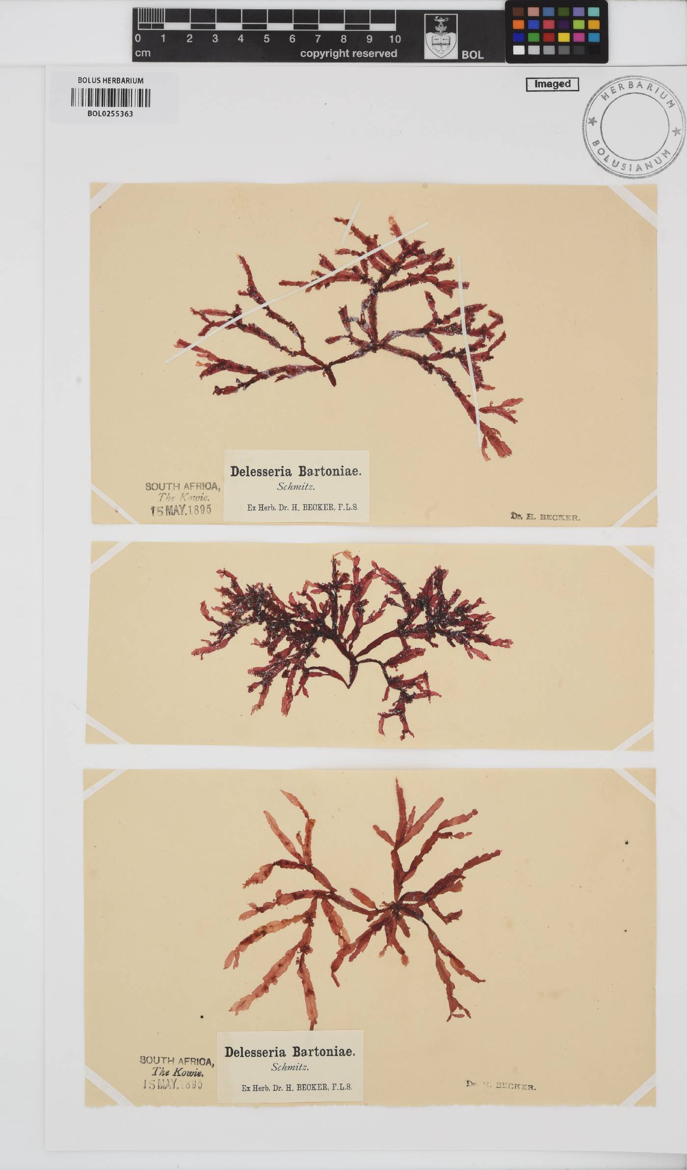 Delesseriaceae image