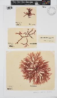 Delesseria bartoniae image