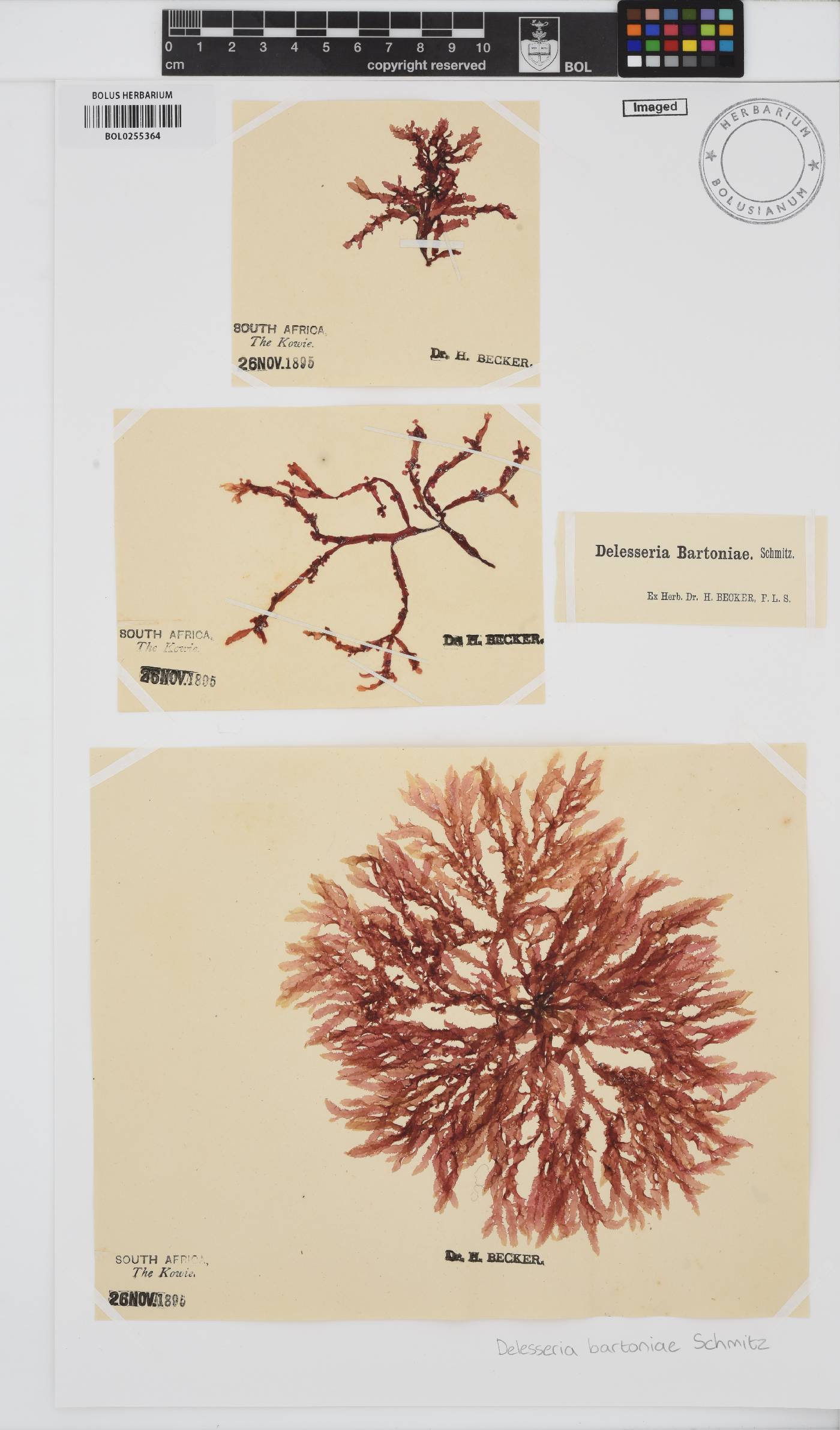 Delesseria bartoniae image