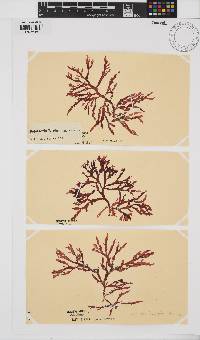 Delesseria bartoniae image