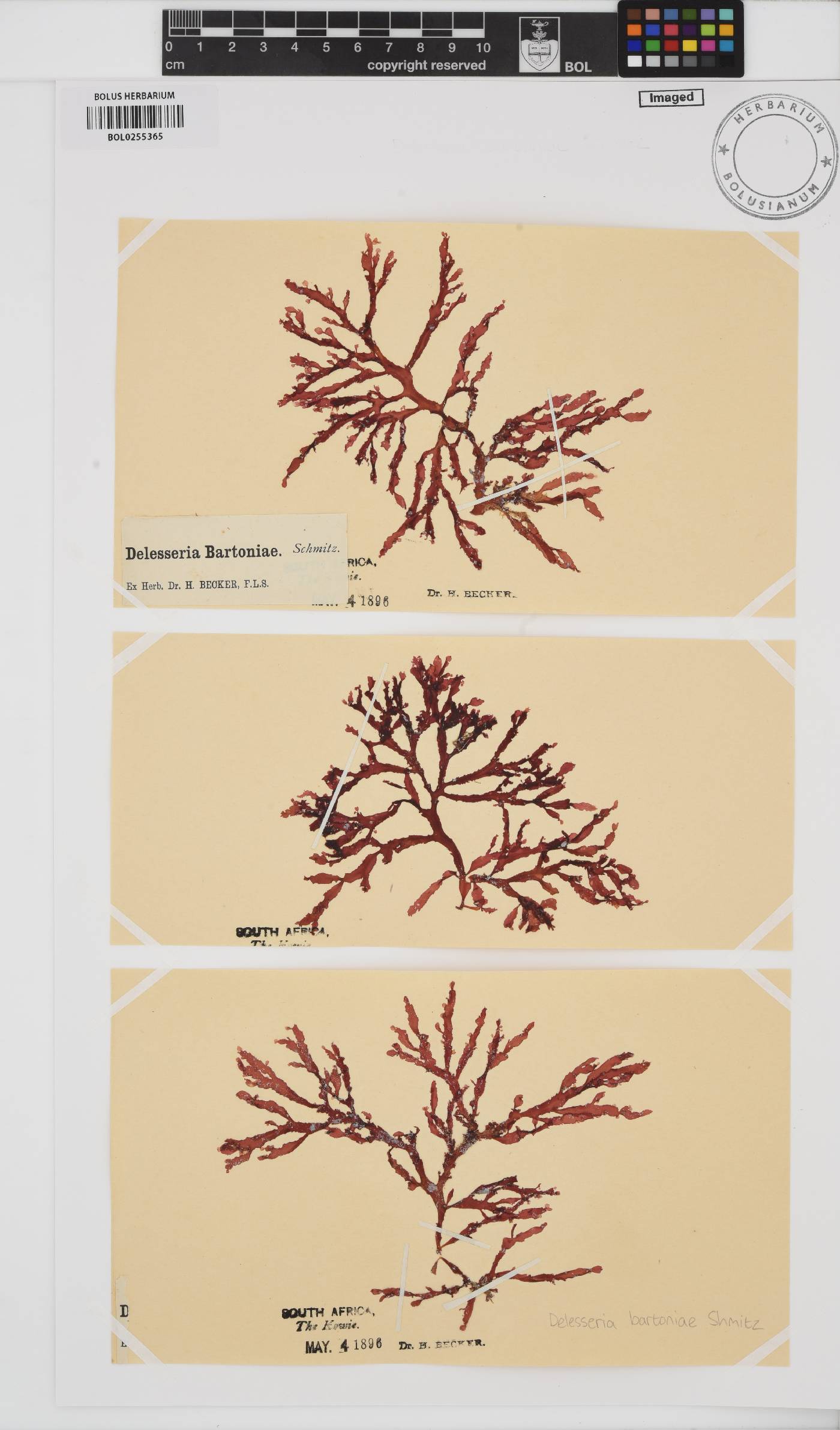 Delesseria bartoniae image