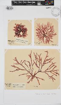 Delesseria bartoniae image