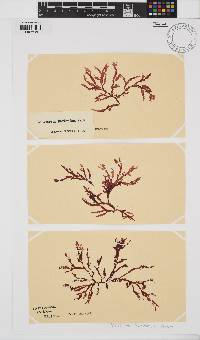 Delesseria bartoniae image