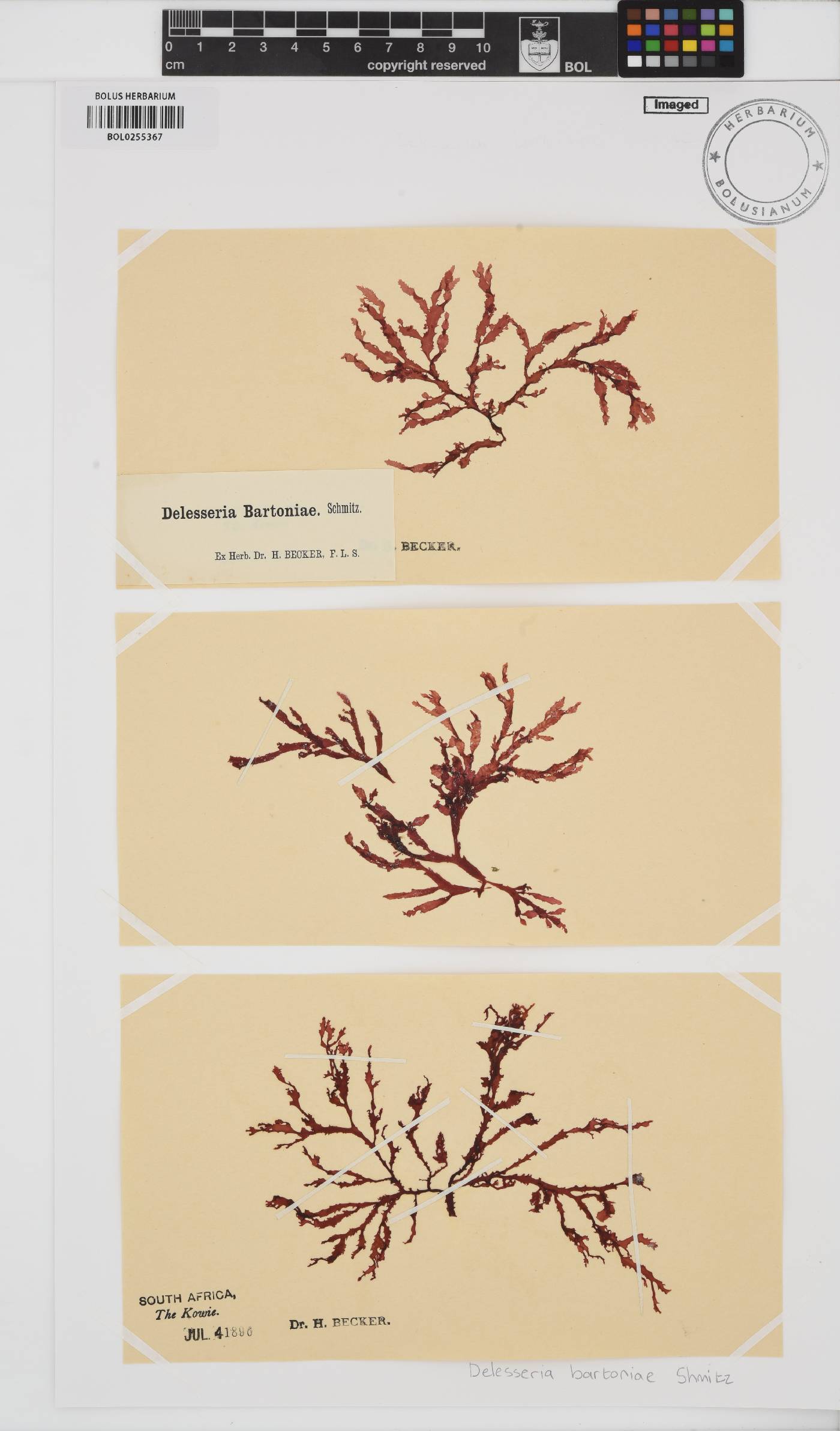 Delesseria bartoniae image
