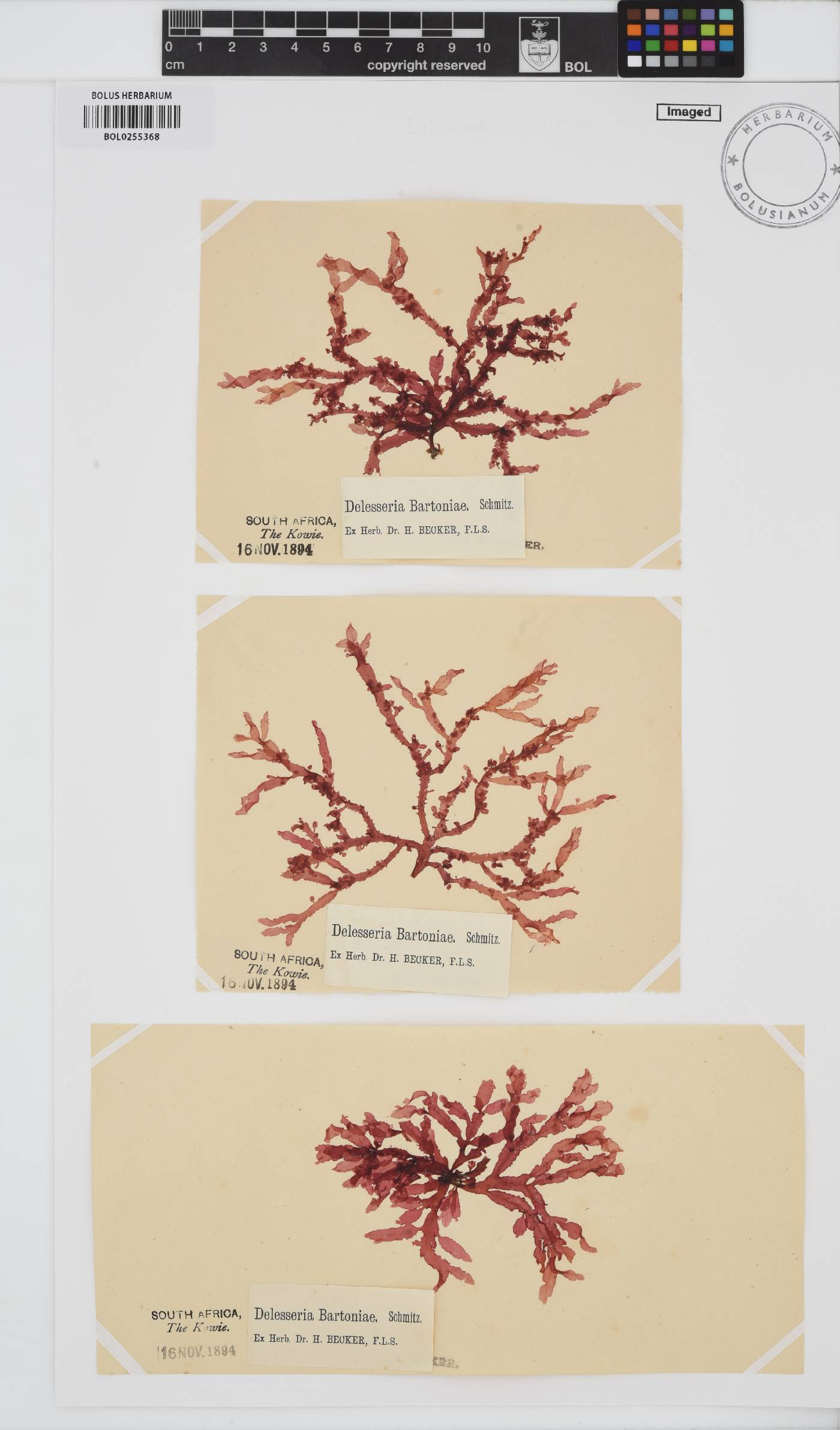 Delesseria bartoniae image