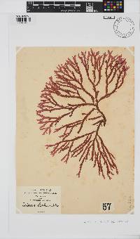 Delesseria bartoniae image