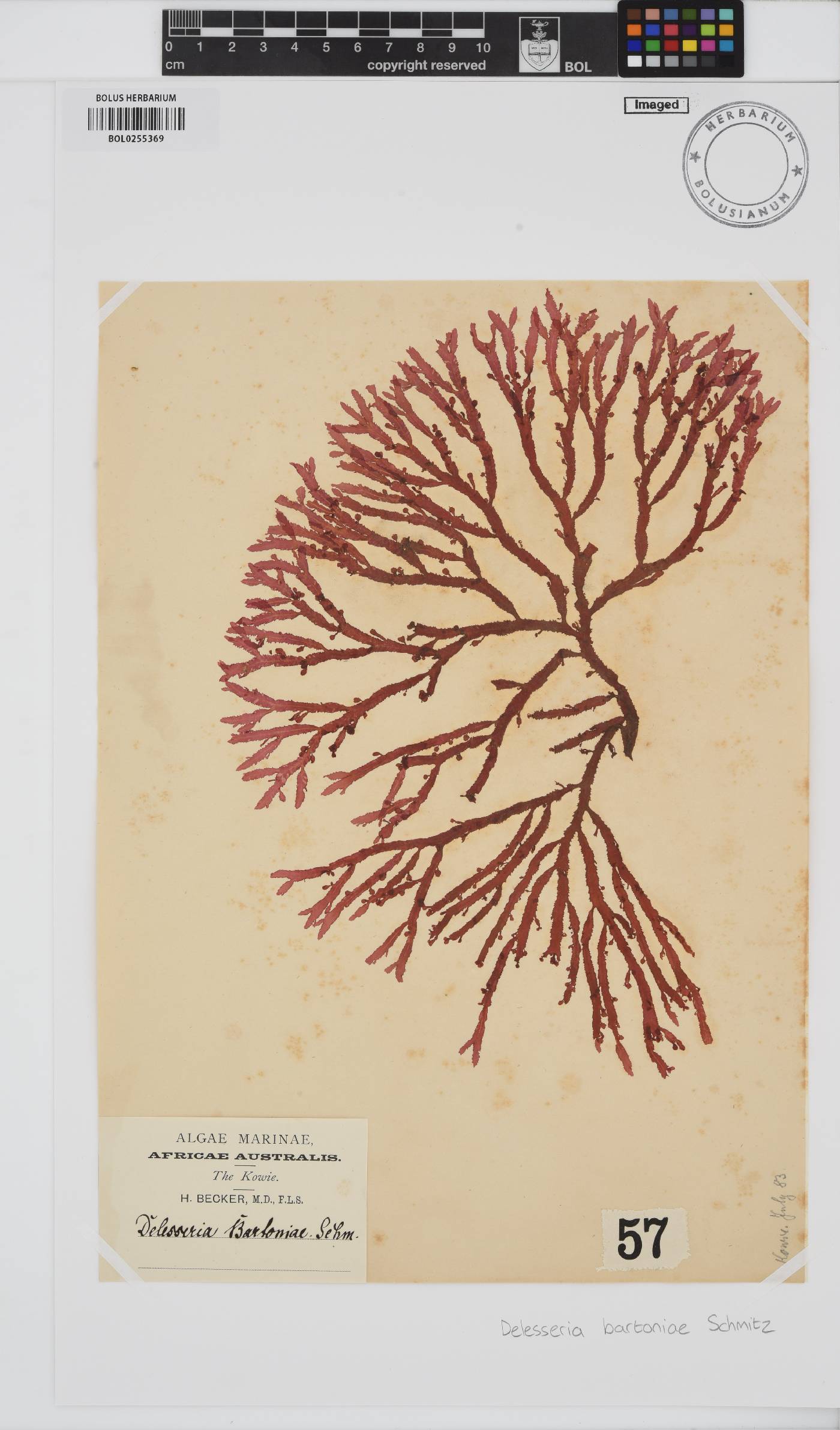 Delesseria image