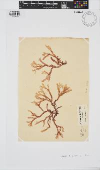 Delesseria bartoniae image