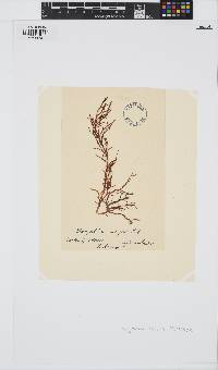 Image of Dasyphloea insignis