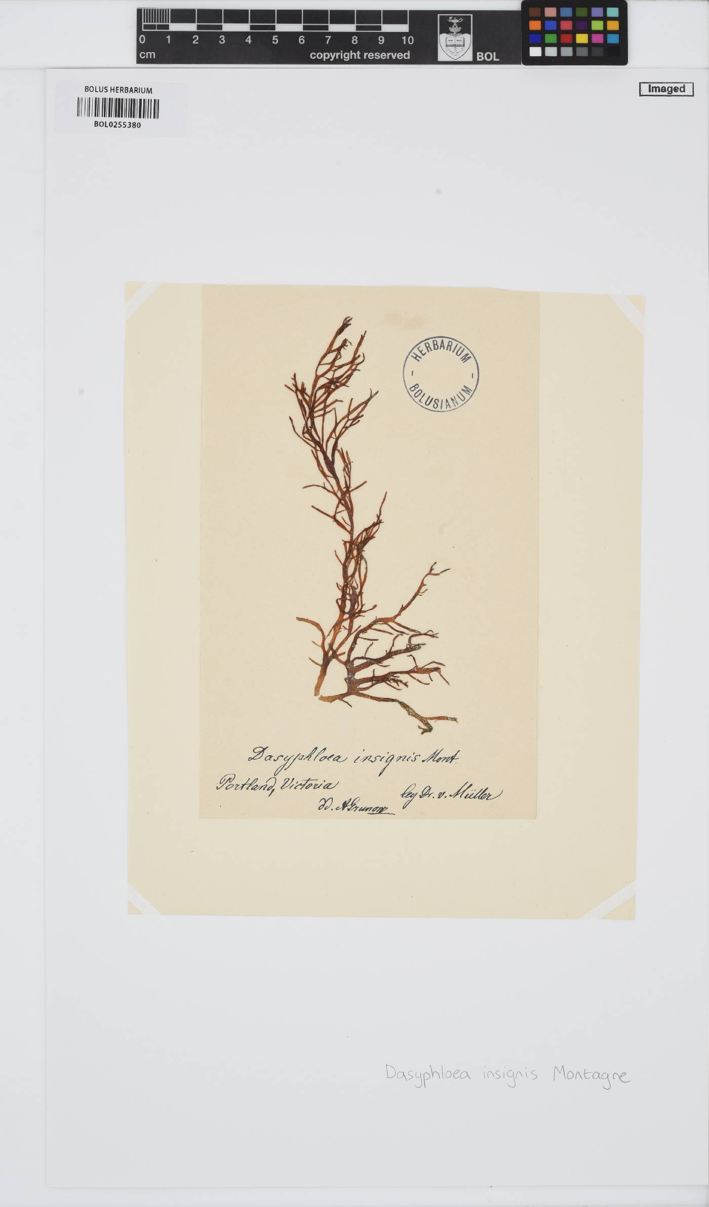 Dasyphloea insignis image