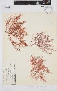 Dasyphloea insignis image