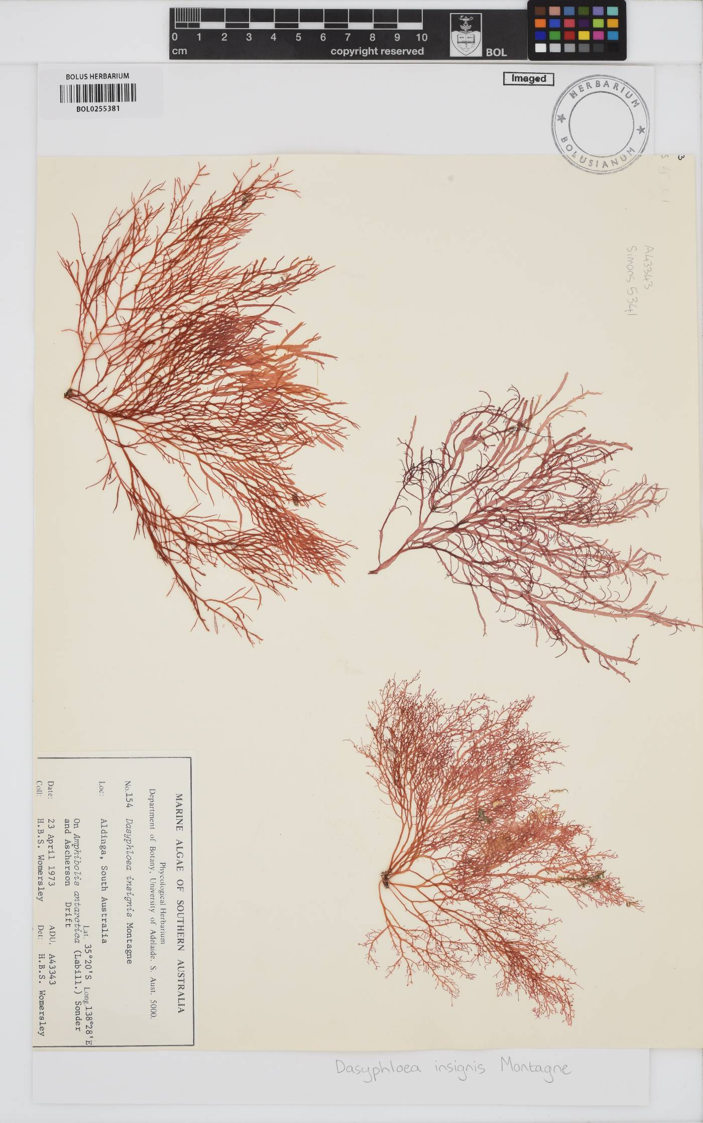 Dasyphloea insignis image