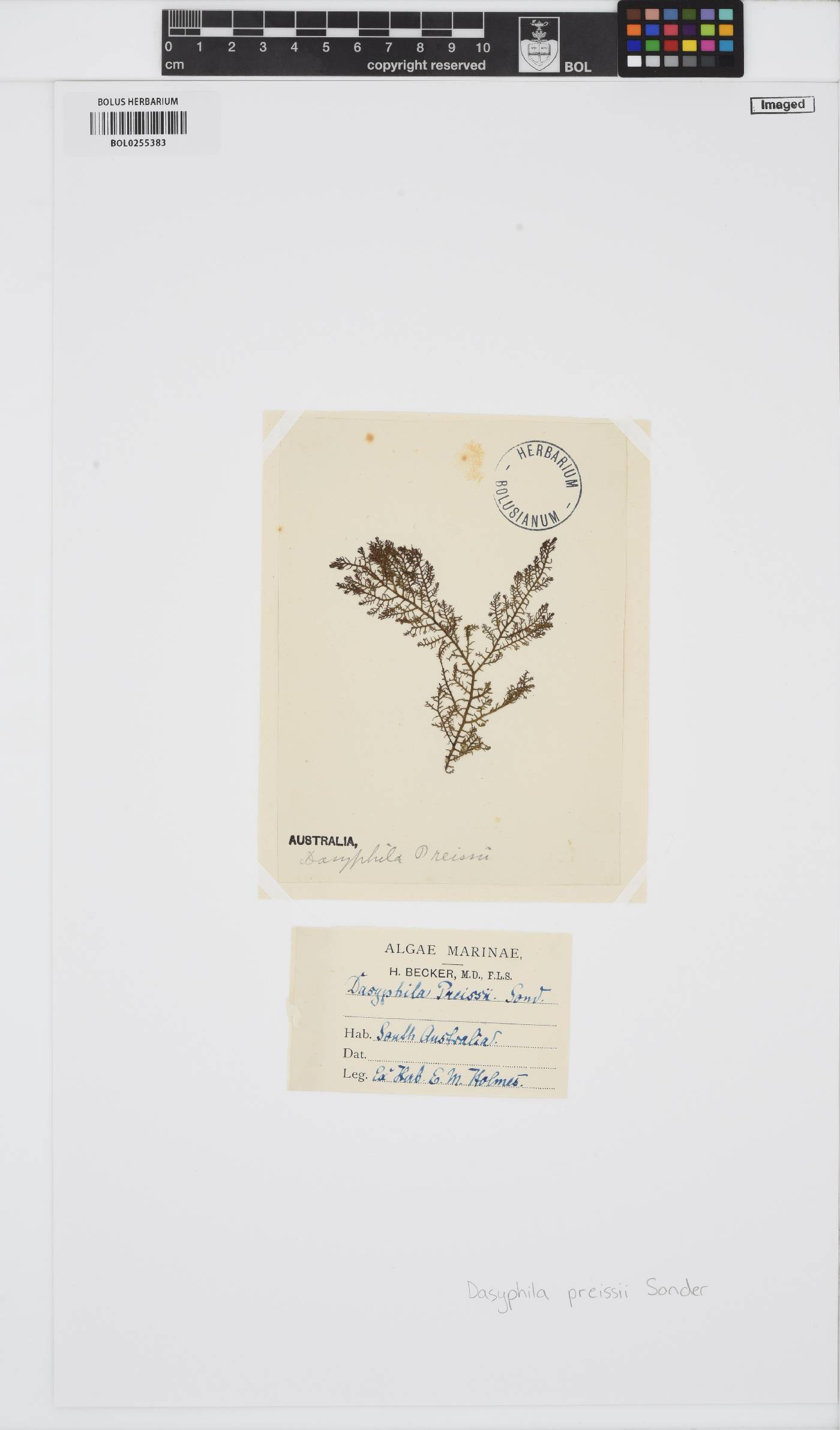 Dasyphila preissii image