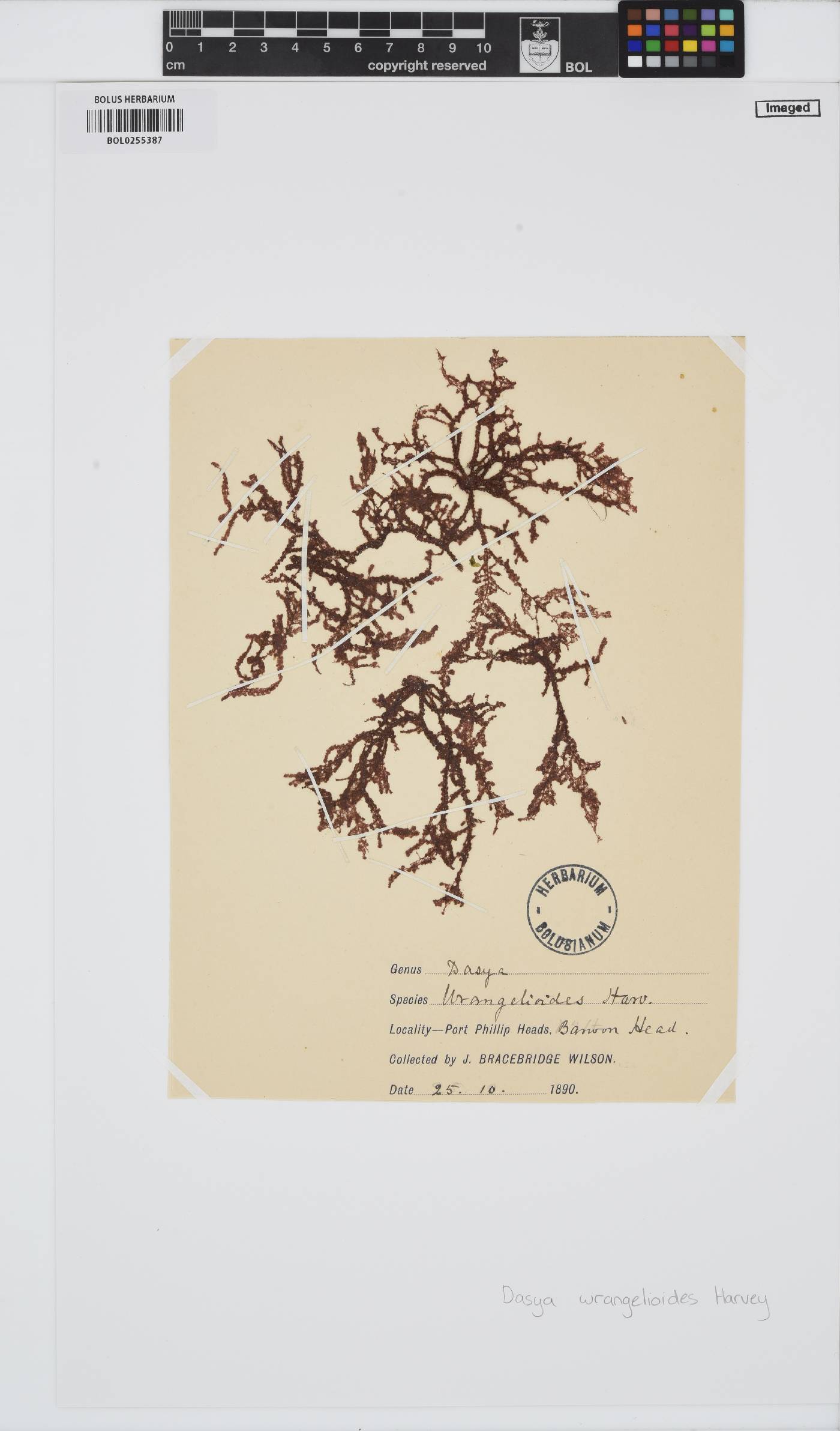 Heterosiphonia wrangelioides image
