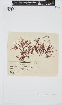 Heterosiphonia wrangelioides image