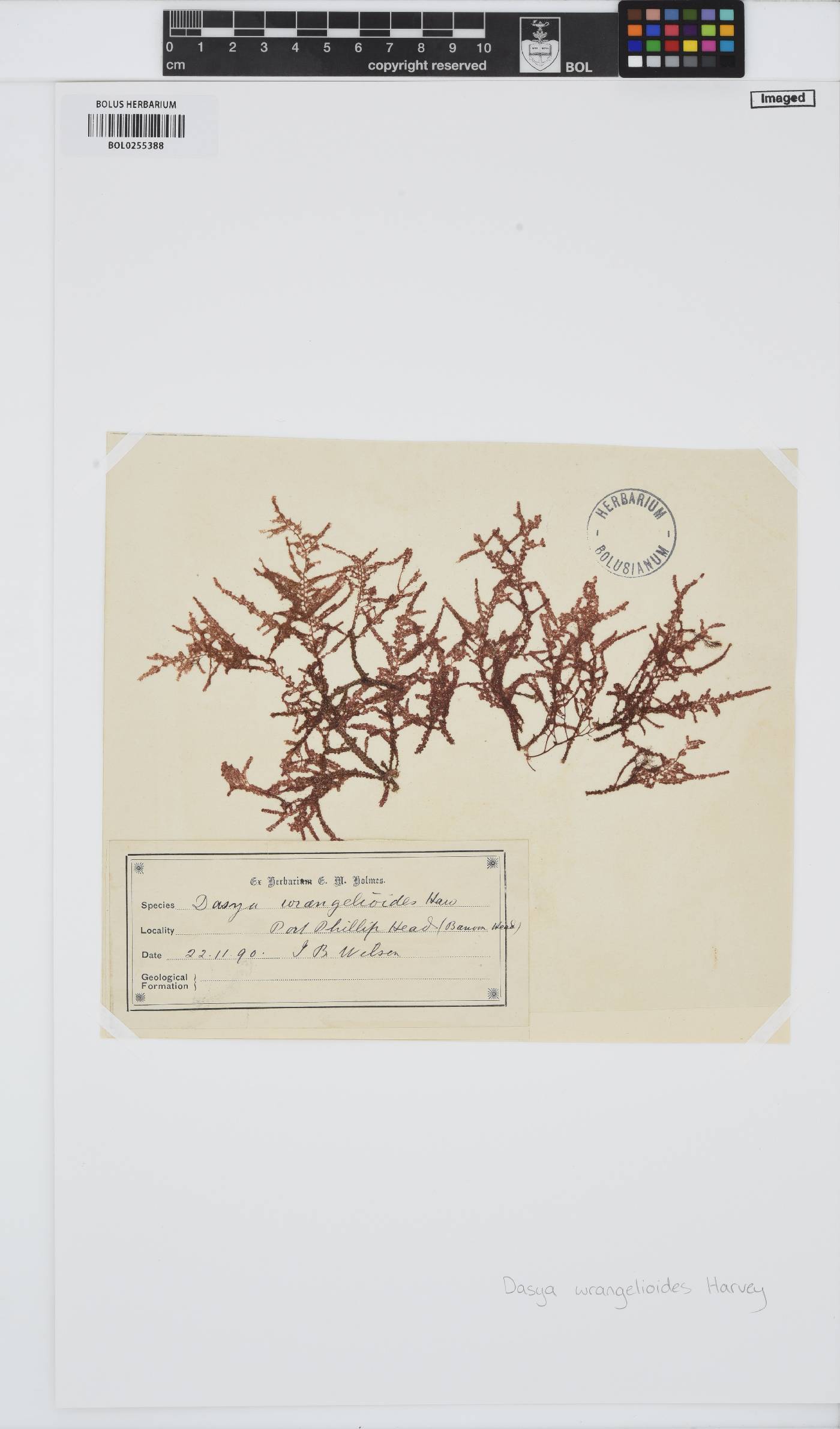 Heterosiphonia wrangelioides image