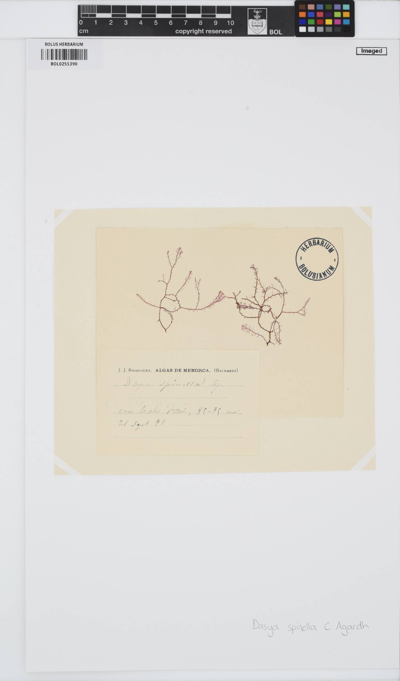 Eupogodon image