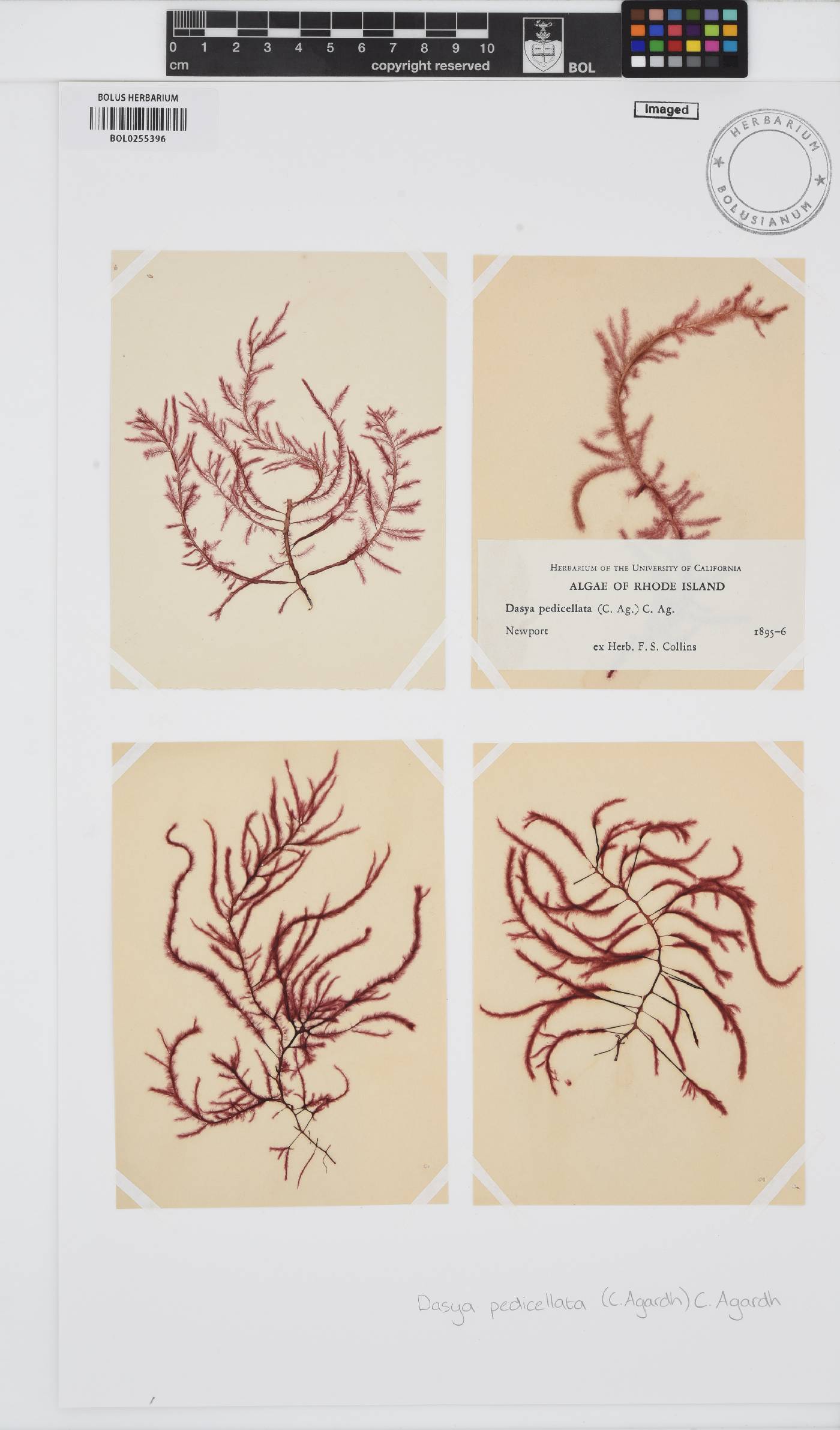 Dasya pedicellata image