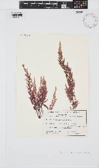 Image of Dasysiphonia naccarioides