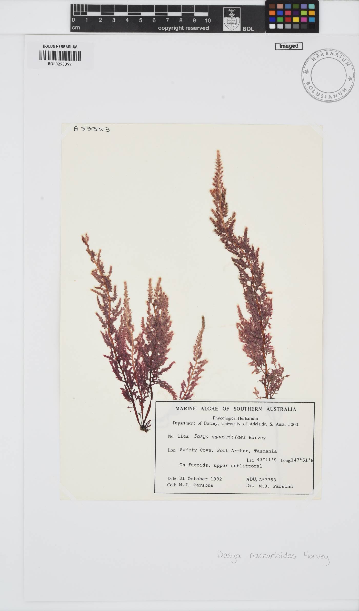 Dasysiphonia naccarioides image