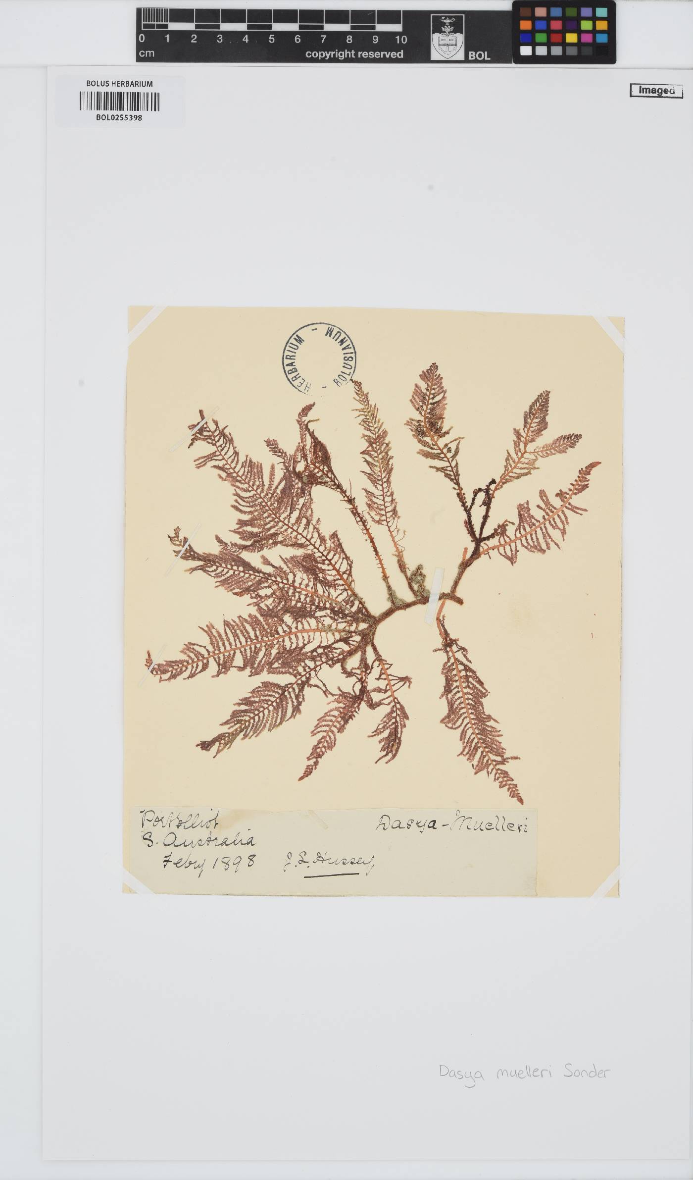 Heterosiphonia muelleri image