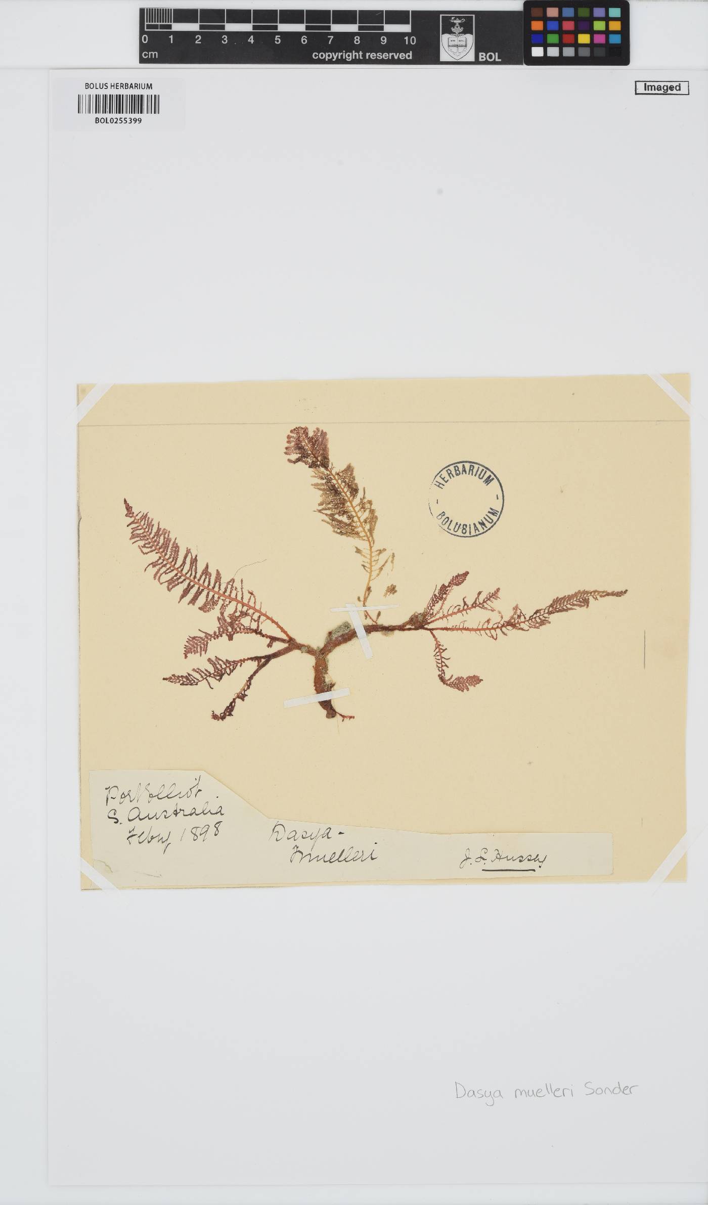 Heterosiphonia muelleri image