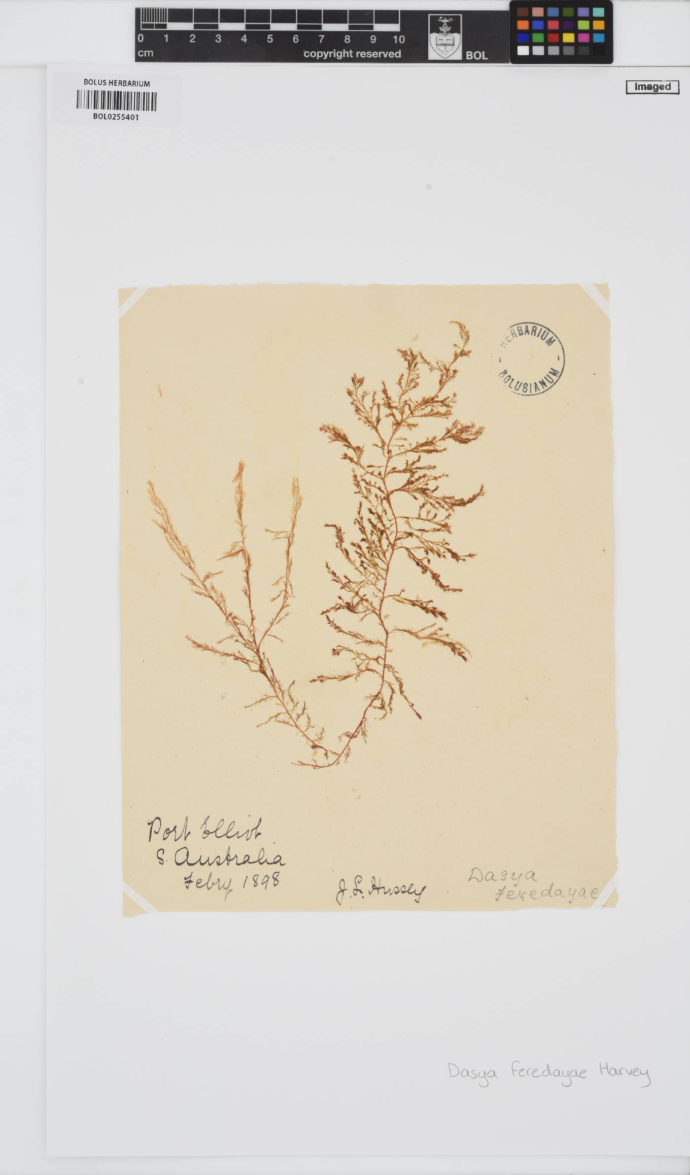 Micropeuce feredayae image