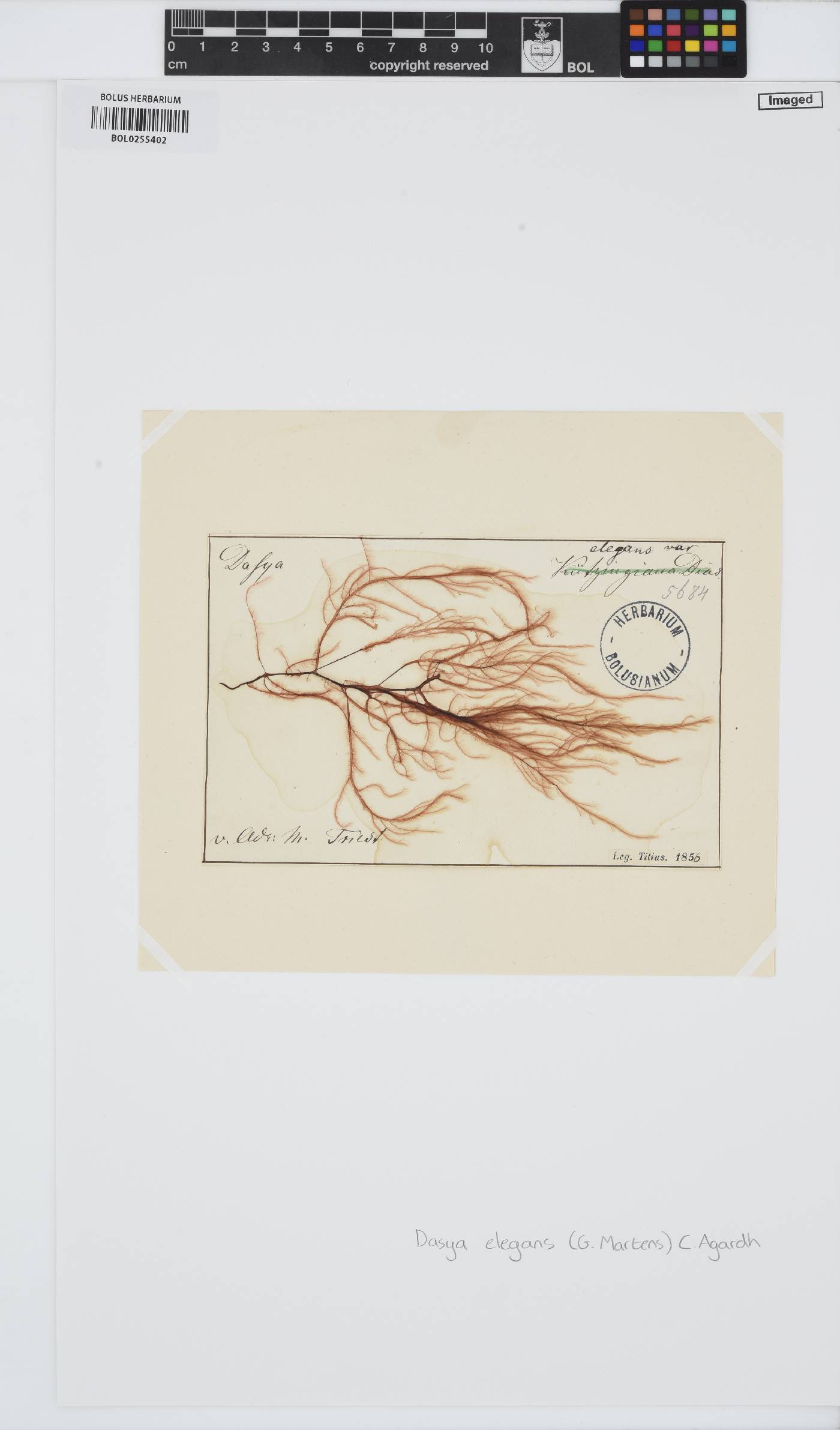 Dasya pedicellata image