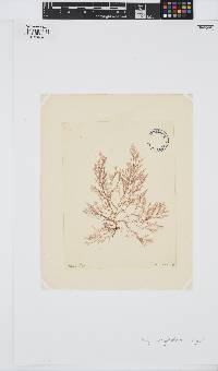 Image of Dasya corymbifera