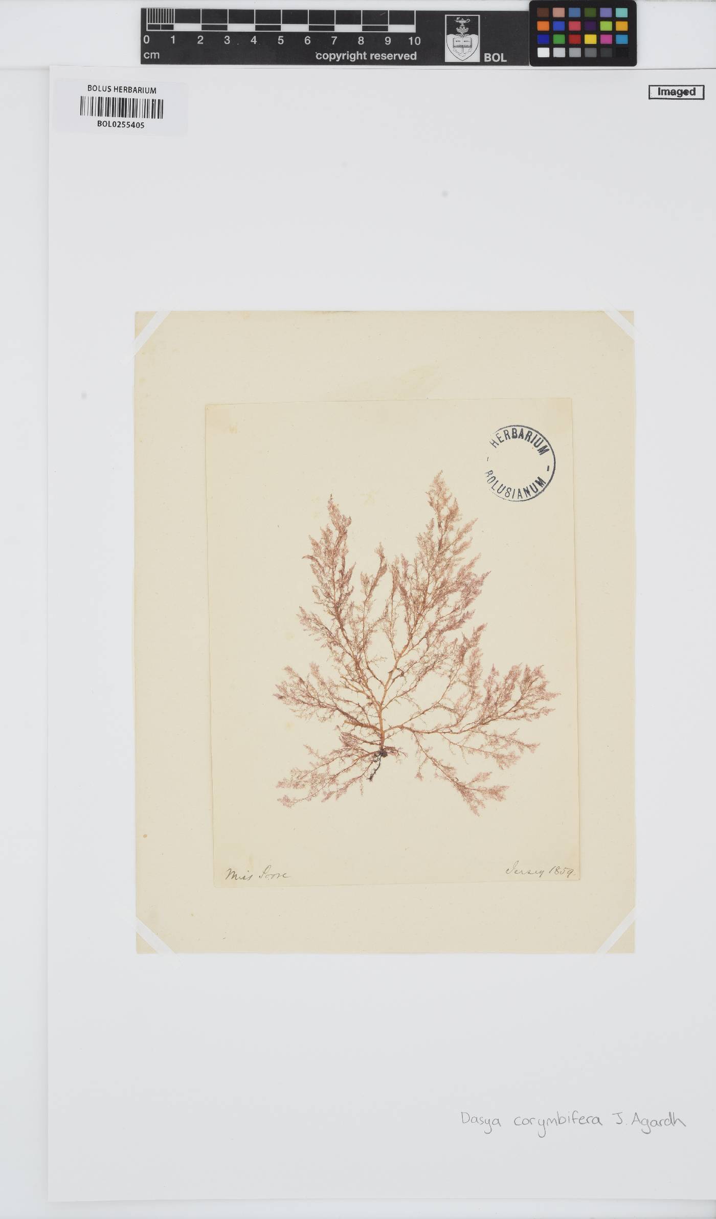 Dasya corymbifera image