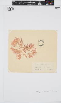 Dasya corymbifera image