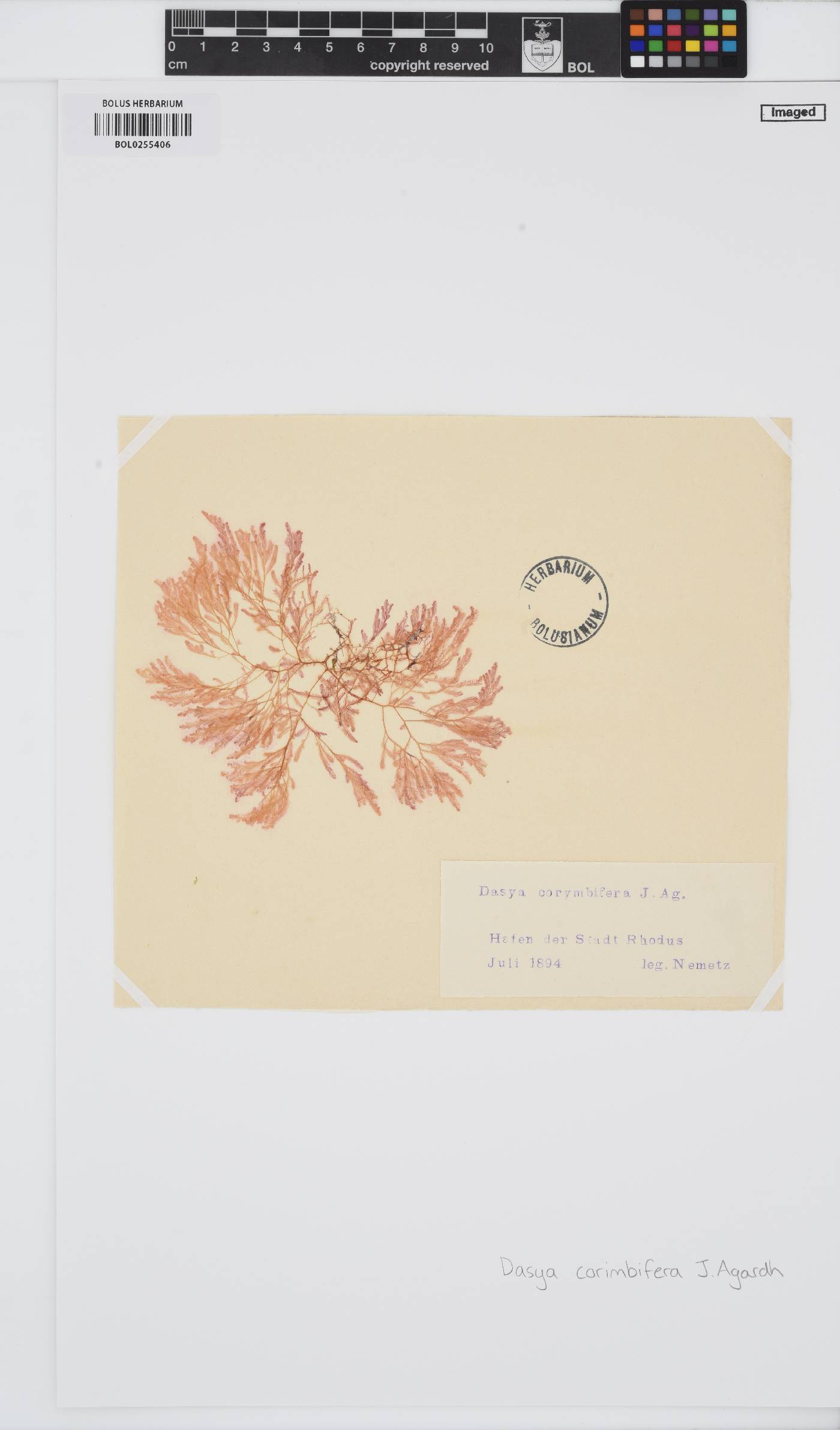 Dasya corymbifera image