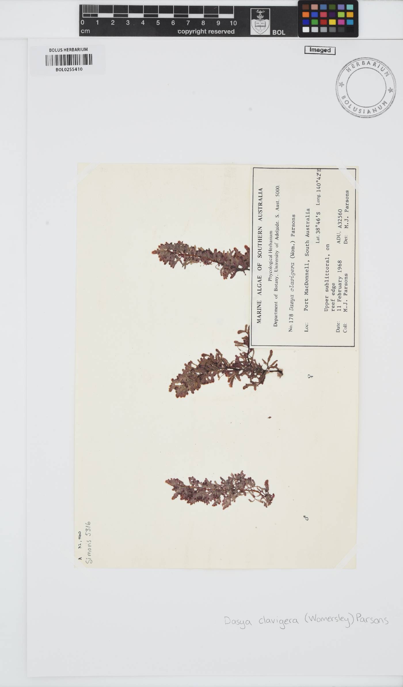 Dasysiphonia clavigera image