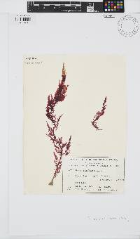 Image of Dasya ceramioides