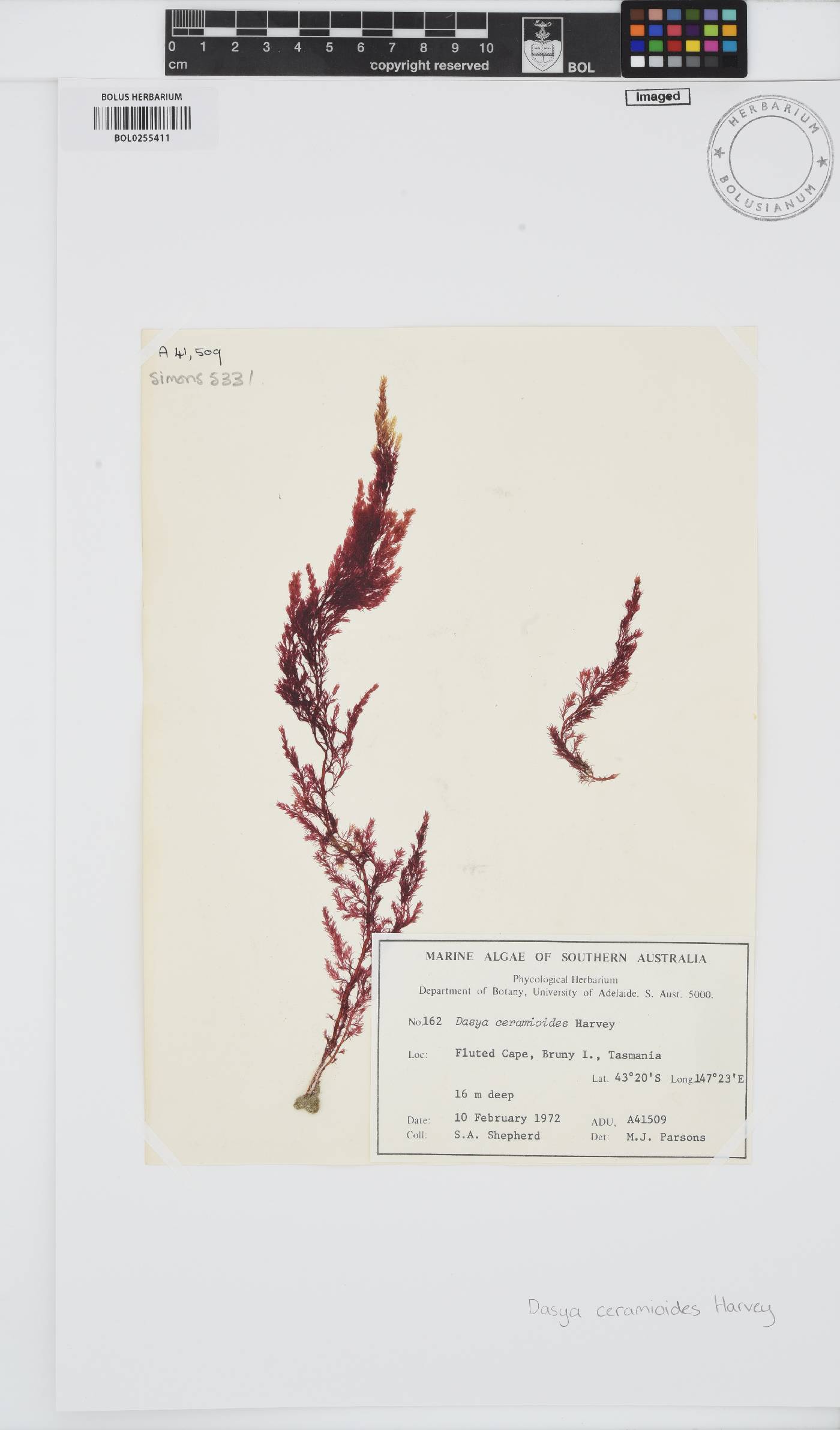 Dasya ceramioides image