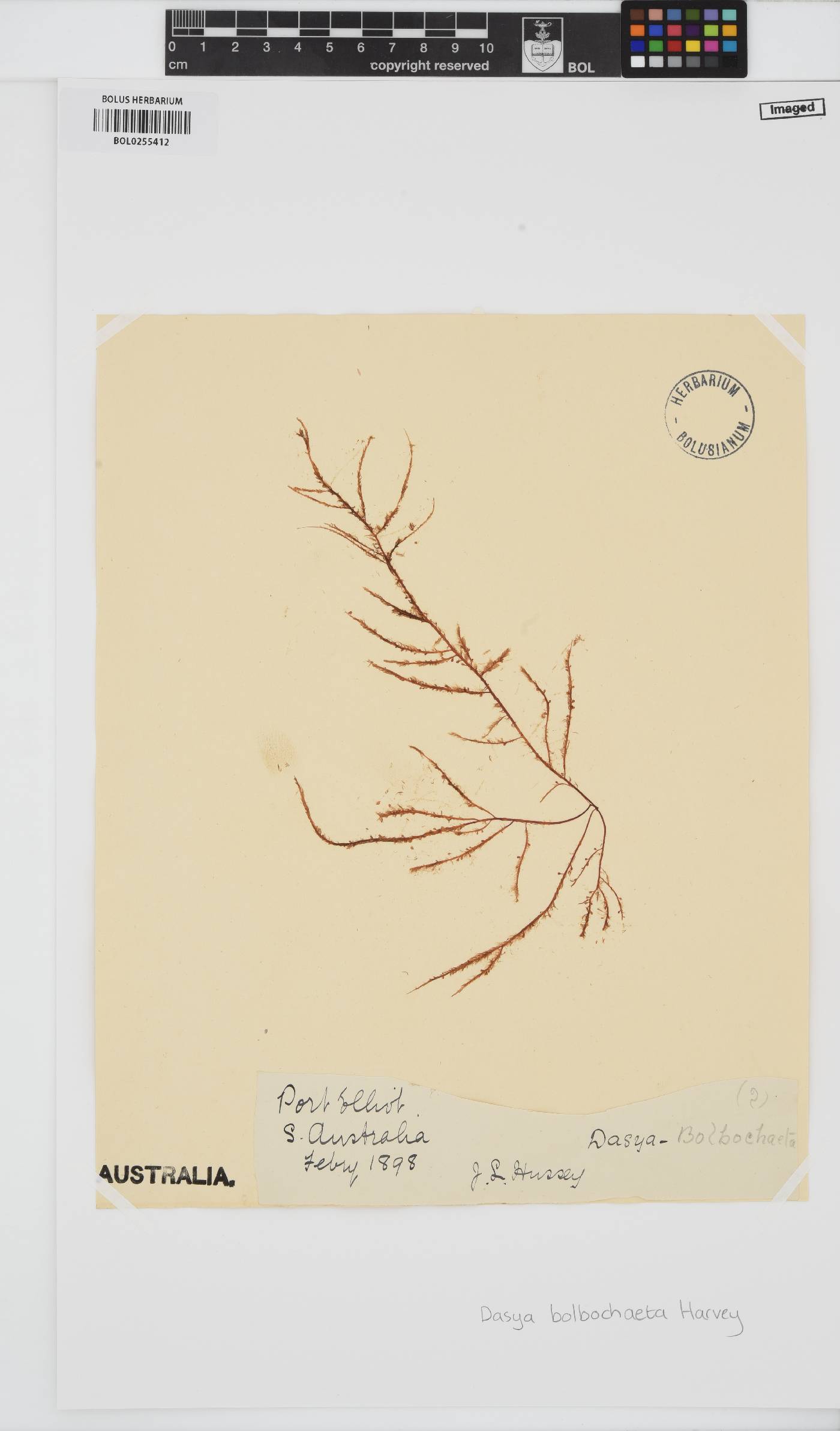 Doxodasya bolbochaete image